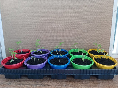 Пересаженные ростки томатов