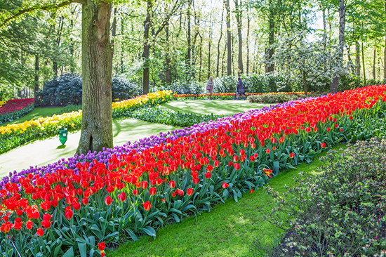 Сад в Голландии