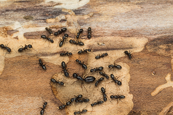 Матка с рабочими муравьями